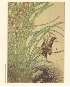 ORCHID, JAPANESE HEDGE SPARROW
